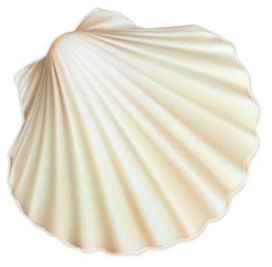 Seashell PNG-37141